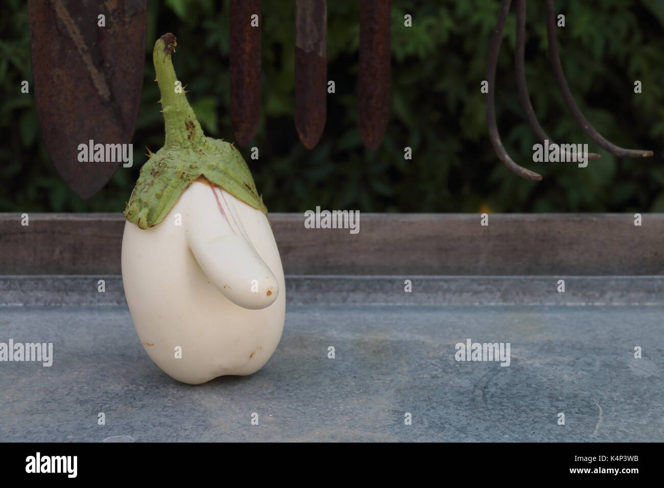 A WHITE EGGPLANT WITH A BIG NOSE. LATERAL IMAGE Stock Photo Alamy