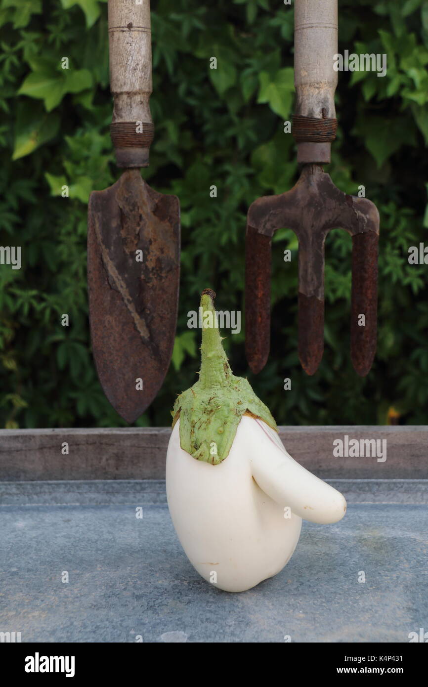 A white eggplant with a big nose. Vertical image centered Stock Photo