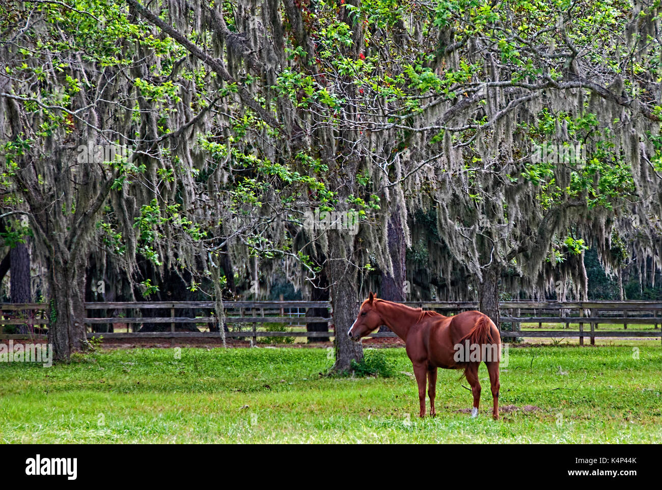 Grazing Under the Spanish Moss Stock Photo Alamy
