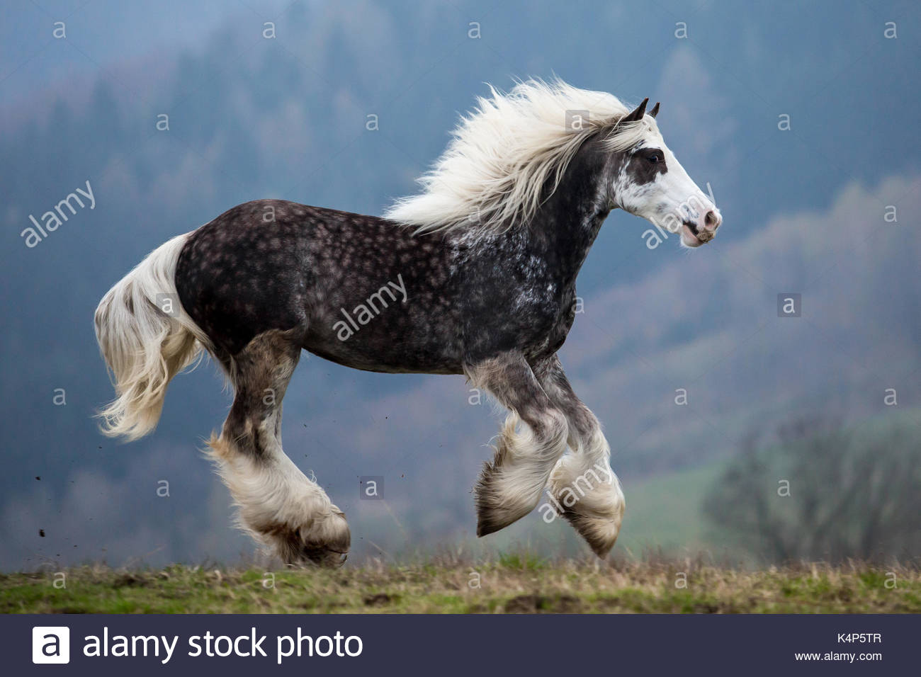 dapple grey horse stock photos dapple grey horse stock images alamy