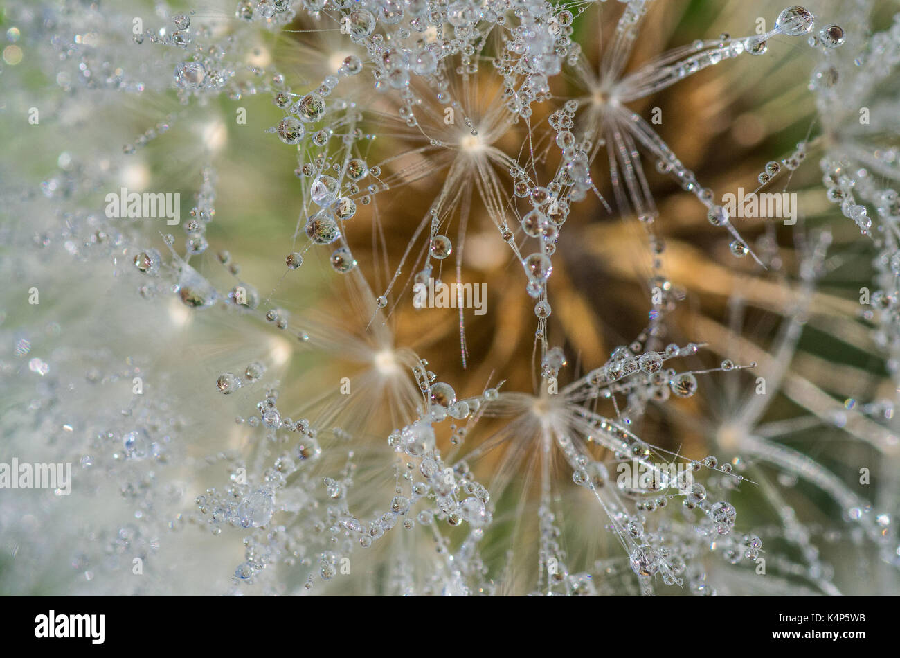 Dewdrop on a dandelion seed Stock Photo