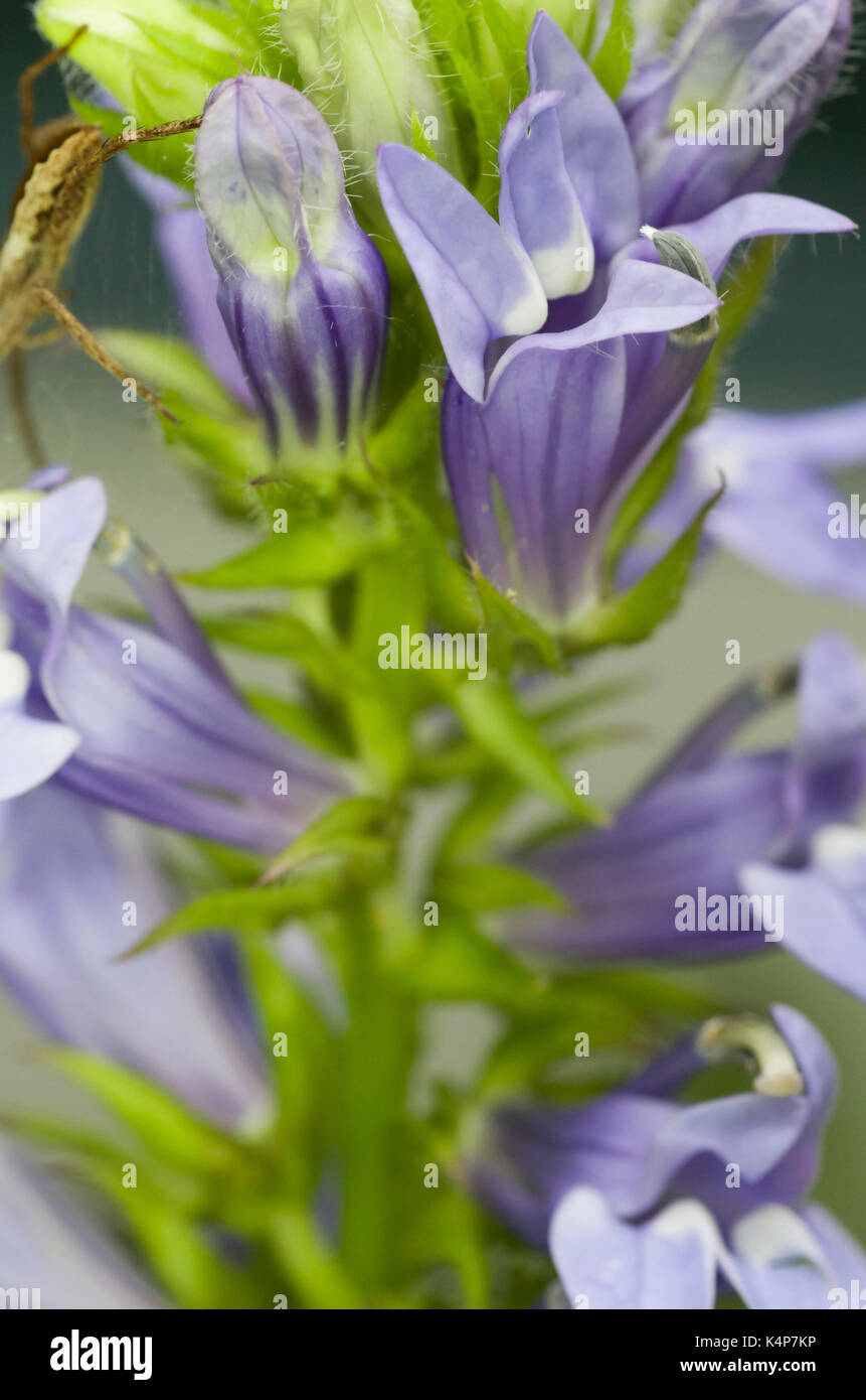 The Veronica plant or speedwell is an ontario wildflower and a late
