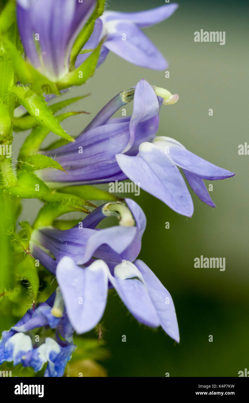 The Veronica plant or speedwell is an ontario wildflower and a late