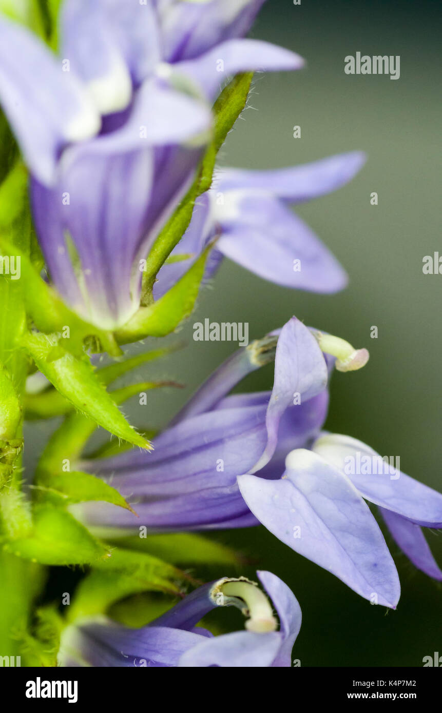 The Veronica plant or speedwell is an ontario wildflower and a late ...