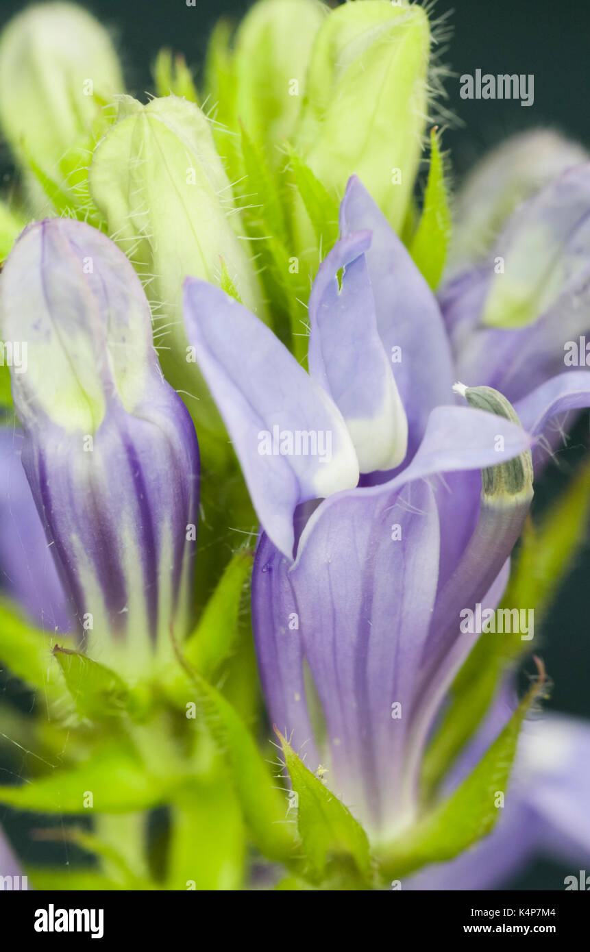 The Veronica plant or speedwell is an ontario wildflower and a late