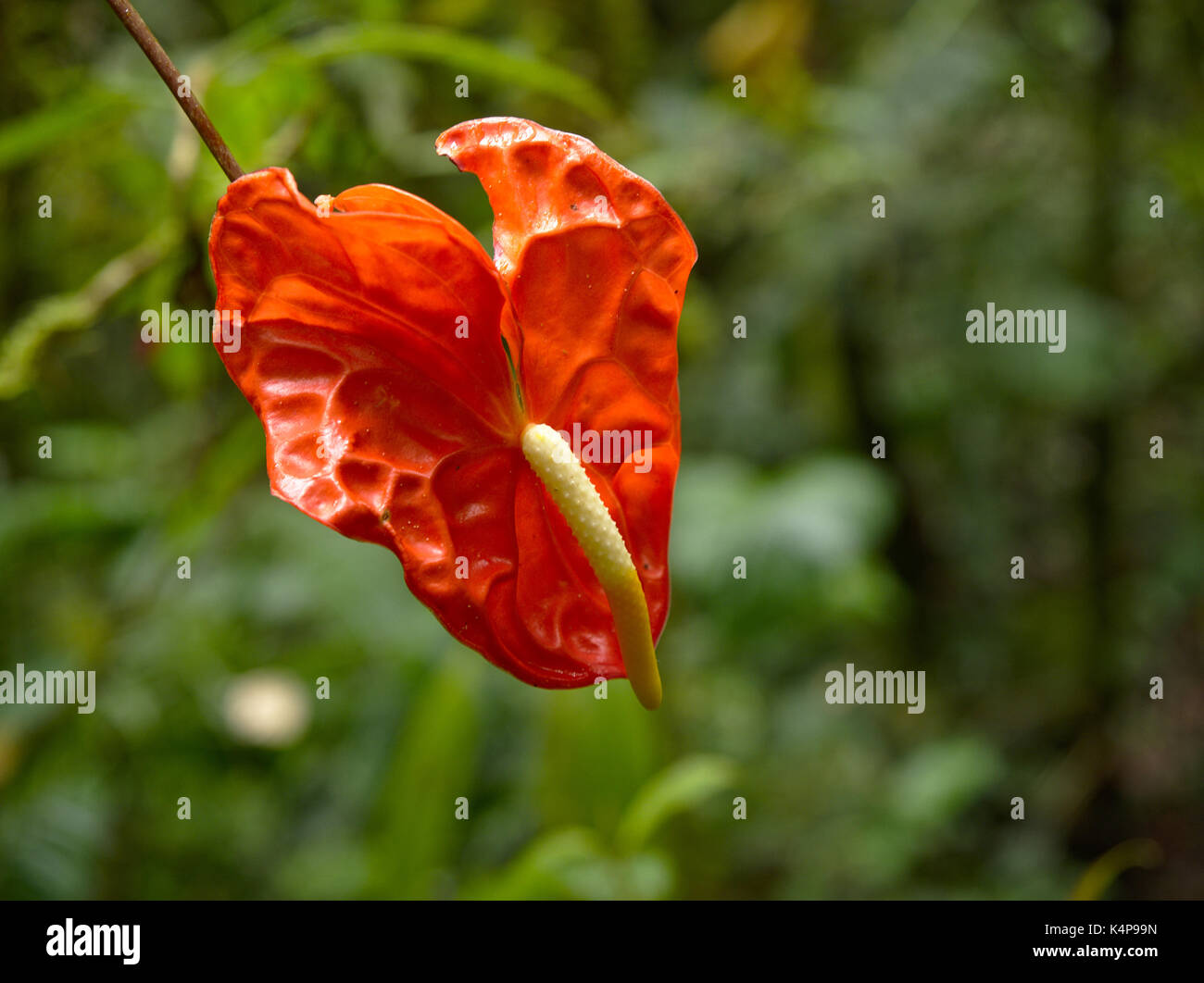 PAHUMA RESERVE, ECUADOR - 2017: A flower at Pahuma orchid reserve, located about an hour northwest of Quito. Stock Photo