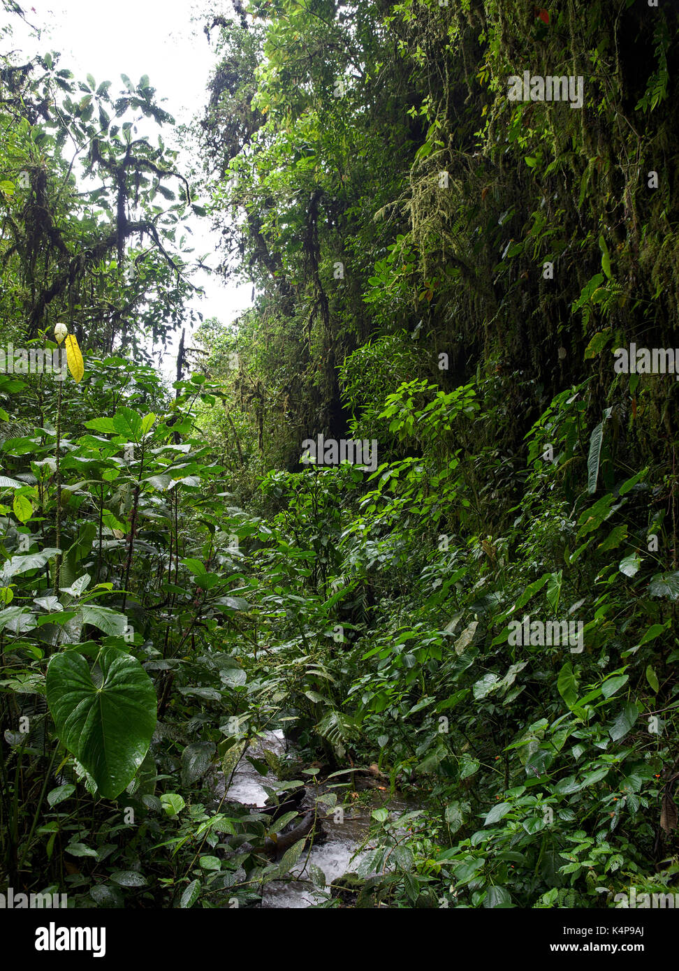 PAHUMA RESERVE, ECUADOR - 2017: Pahuma orchid reserve is located about an hour northwest of Quito. Stock Photo