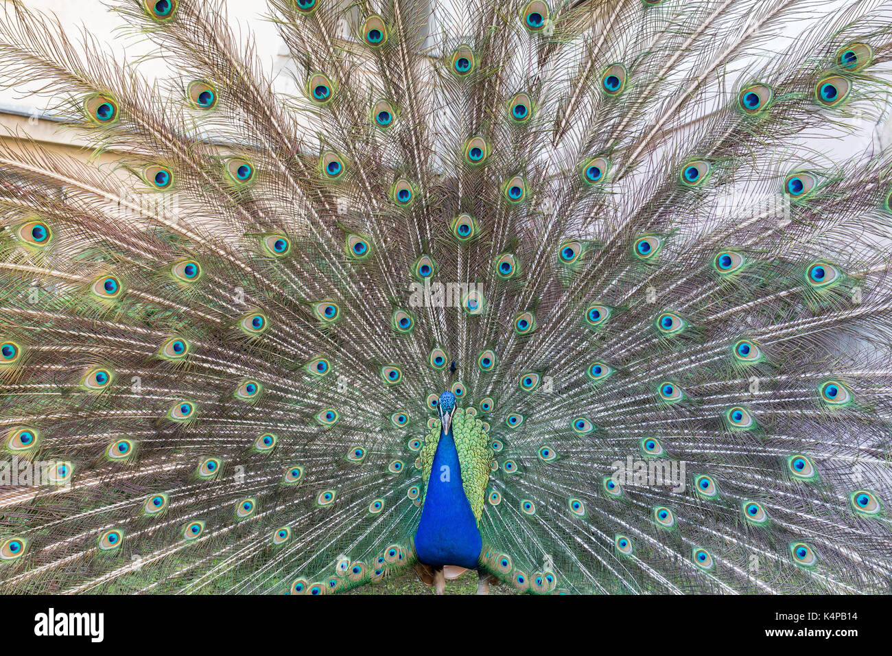 Colorful Peacock (Indian peafowl or blue peafowl (Pavo cristatus)) displaying, viewed from the front. Stock Photo