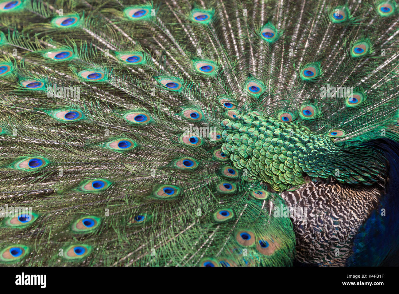 Close-up of a colorful Peacock (Indian peafowl or blue peafowl (Pavo cristatus)) displaying. Stock Photo