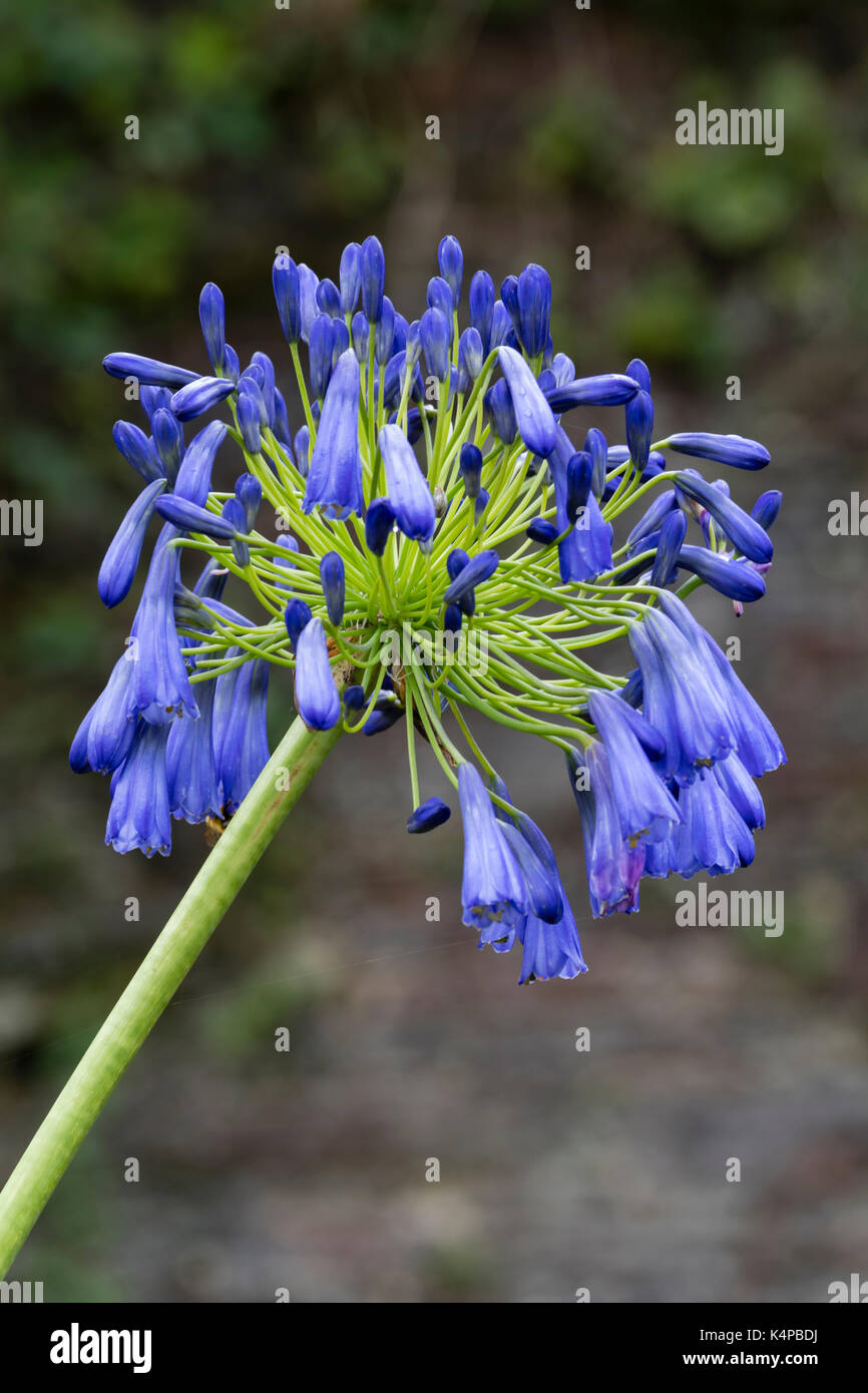 Late summer flower head of a good blue form of the pendulous perennial, Agapanthus inapertus Stock Photo