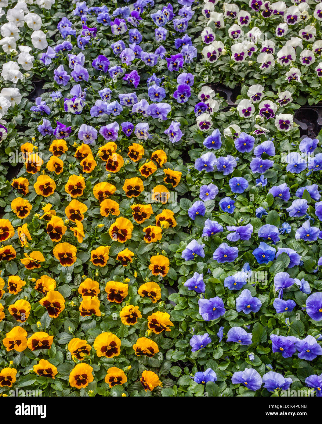 Netherlands, South Holland, Rotterdam, display of garden pansies at the
