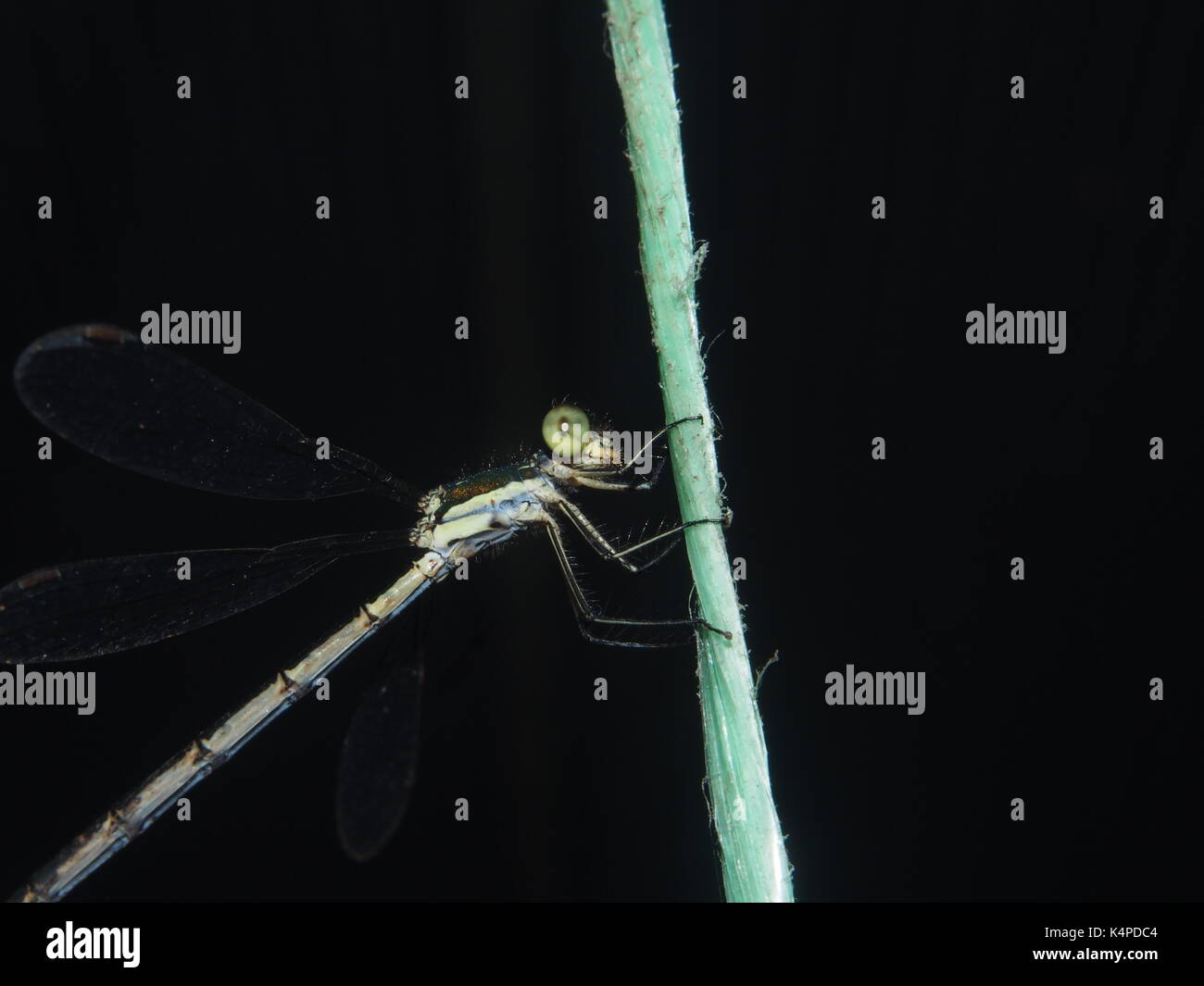 Dragonfly sitting on a rope. Flying predatory insect. Macro. Stock Photo