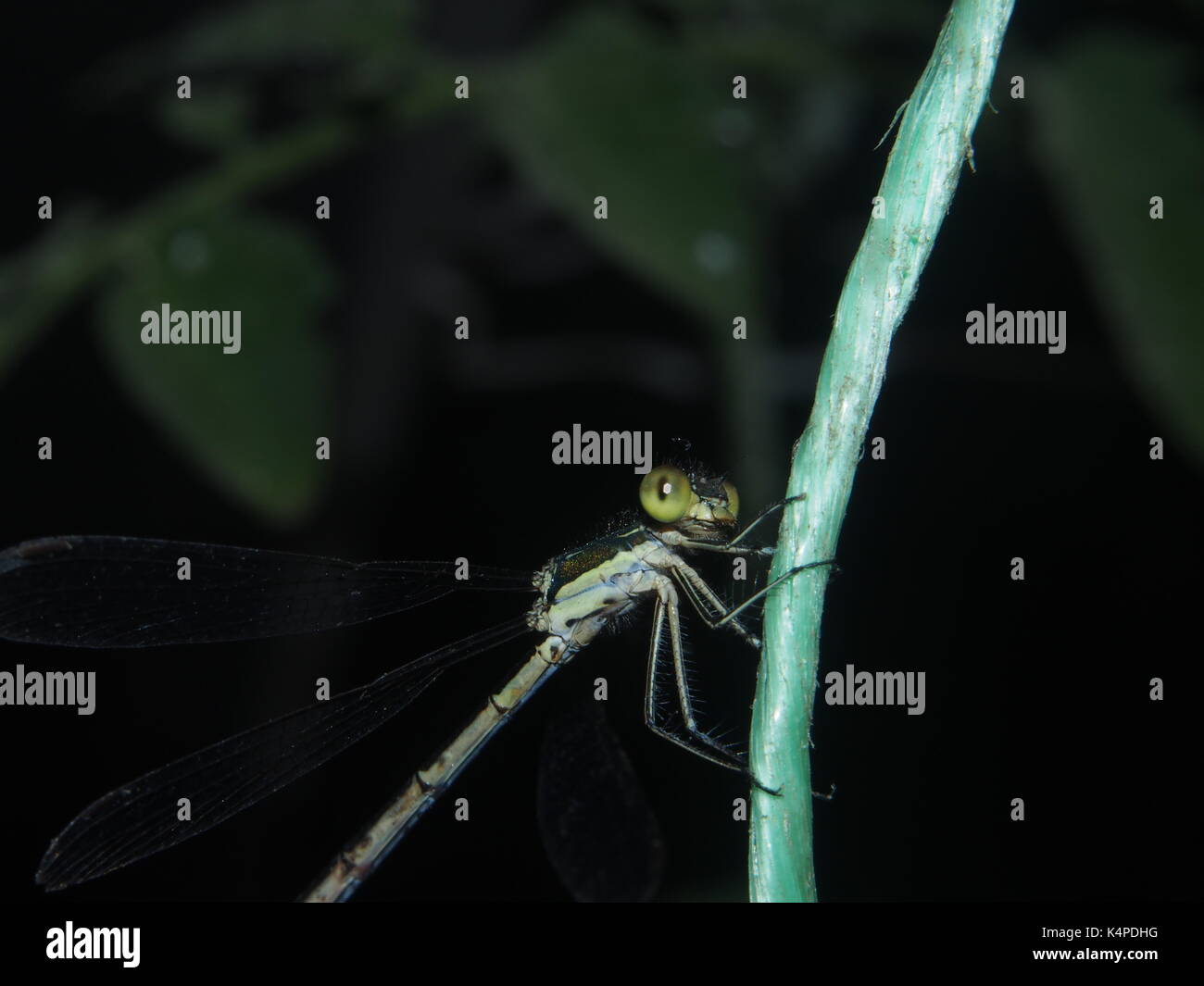Dragonfly sitting on a rope. Flying predatory insect. Macro. Stock Photo