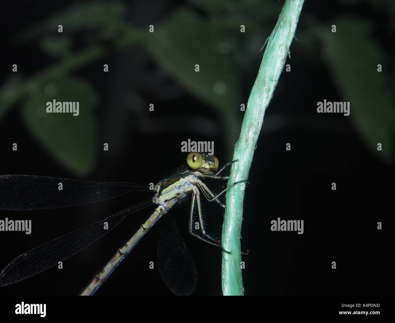 Dragonfly sitting on a rope. Flying predatory insect. Macro Stock Photo ...