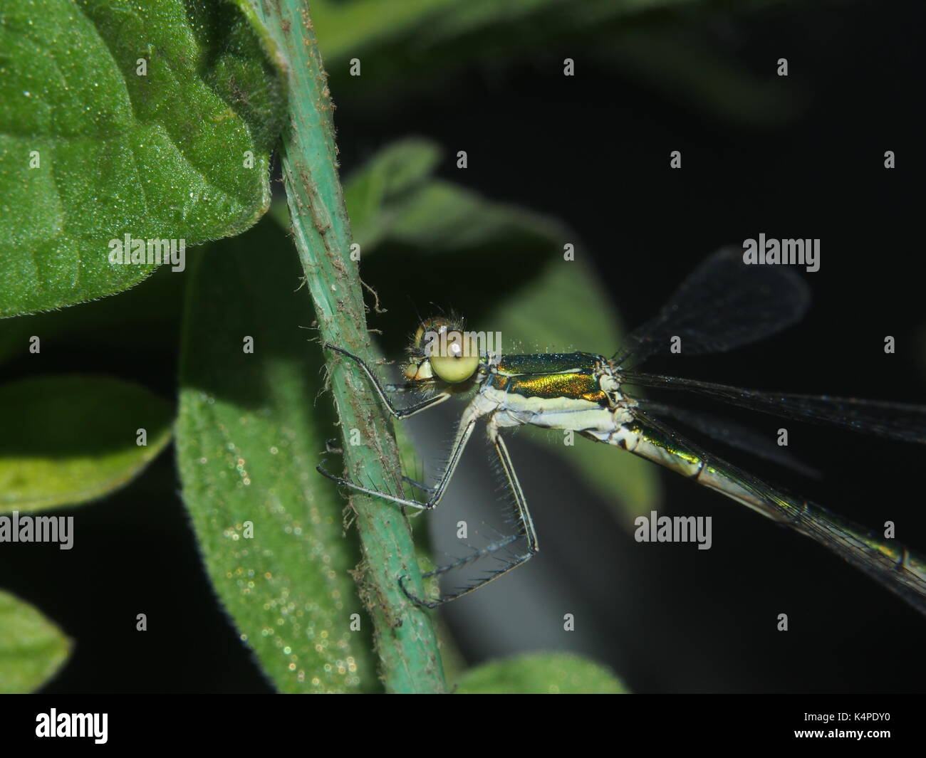 Dragonfly sitting on a rope. Flying predatory insect. Macro Stock Photo ...