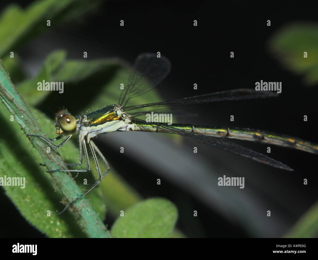 Dragonfly sitting on a rope. Flying predatory insect. Macro. Stock Photo