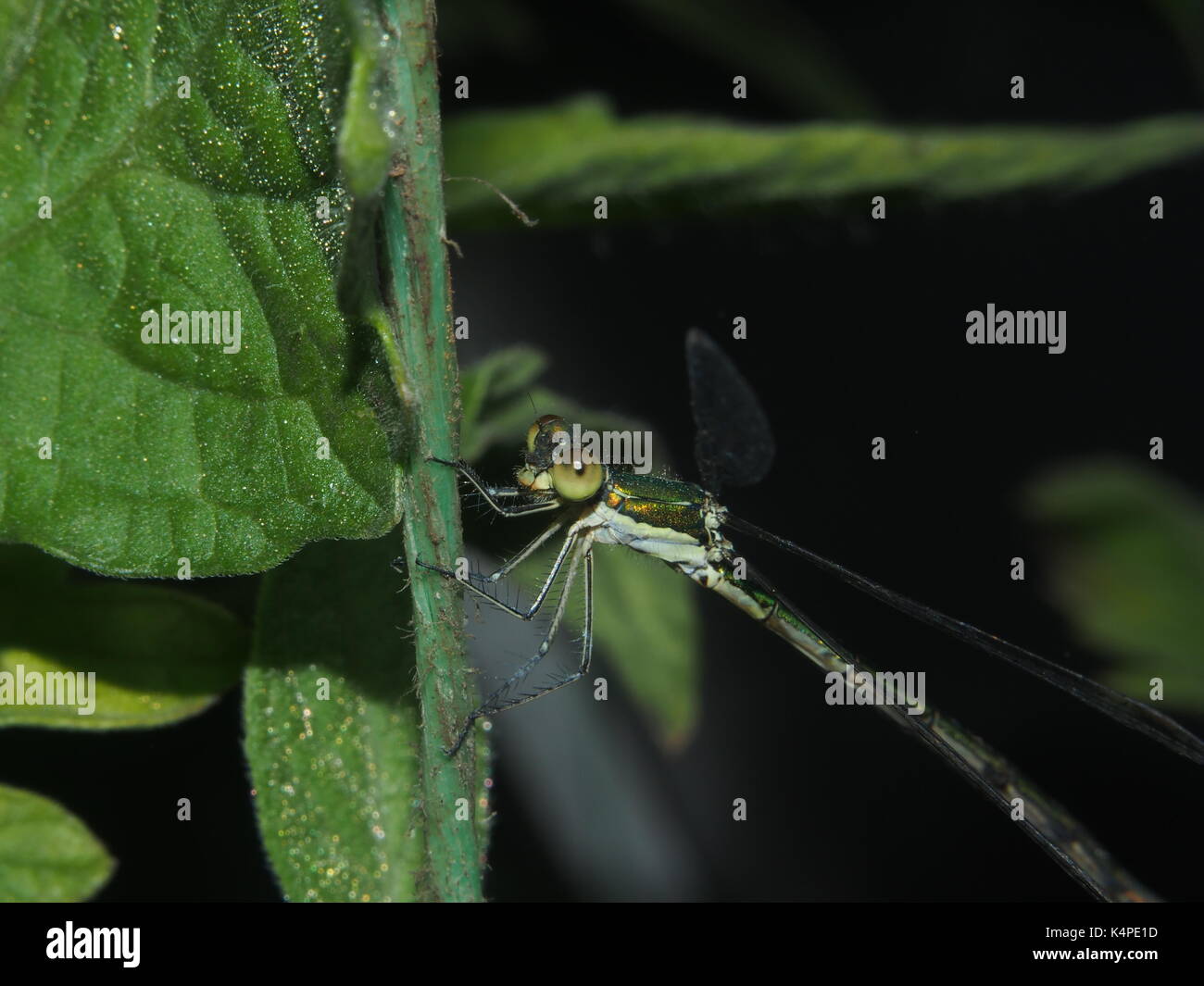 Dragonfly sitting on a rope. Flying predatory insect. Macro. Stock Photo
