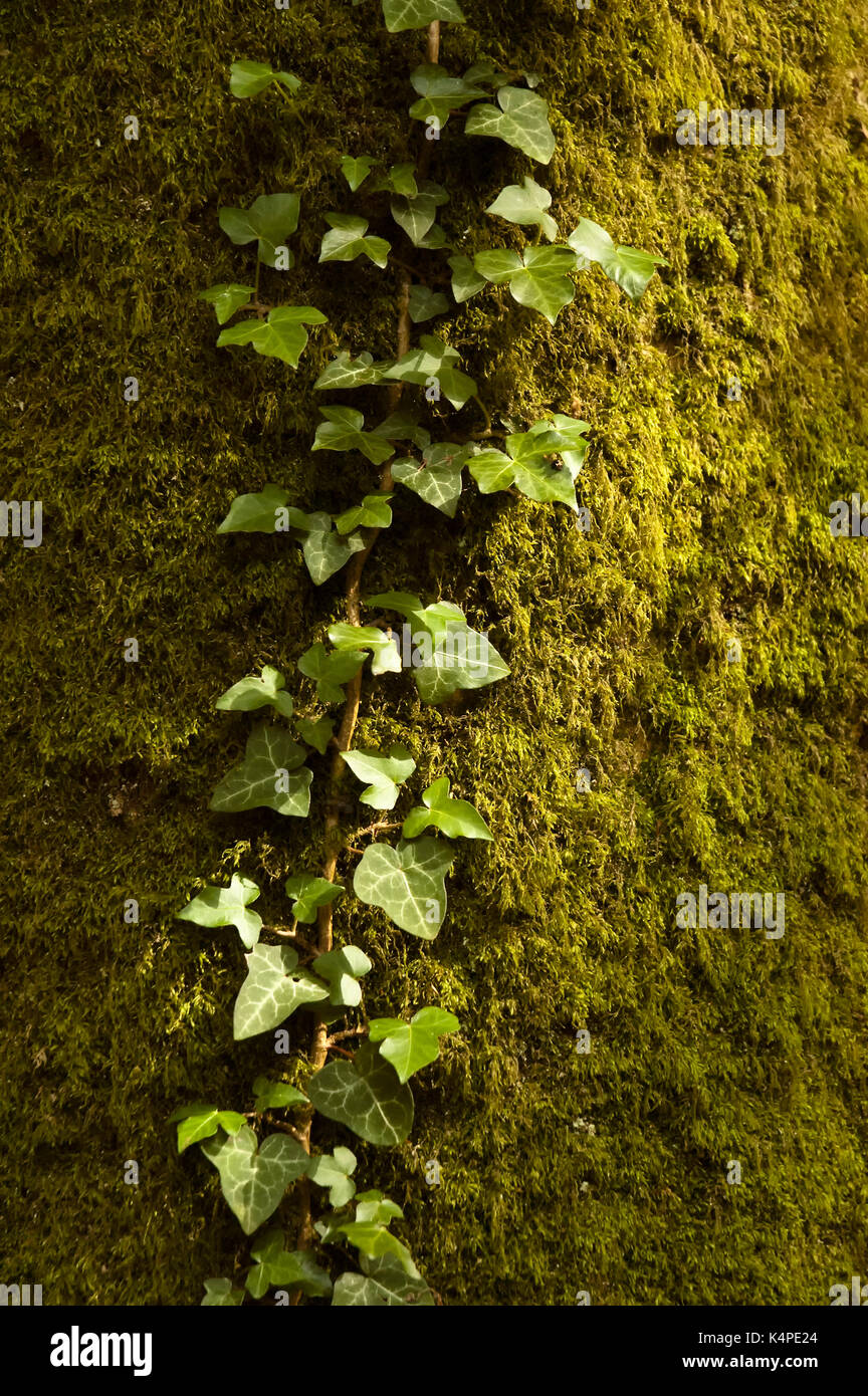 Creeper plant growing tree tree trunk hires stock photography and