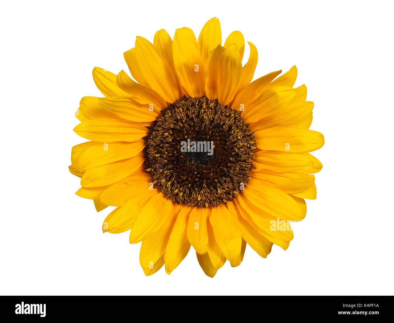 Sunflower isolated on white background Stock Photo