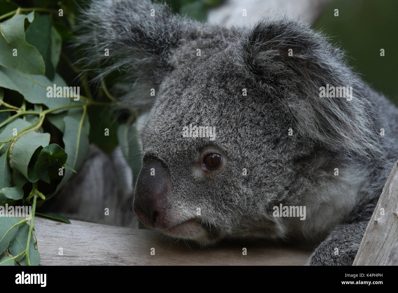 Madrid, Spain. 06th Sep, 2017. Mayra, a 7 yearsold female of Koala