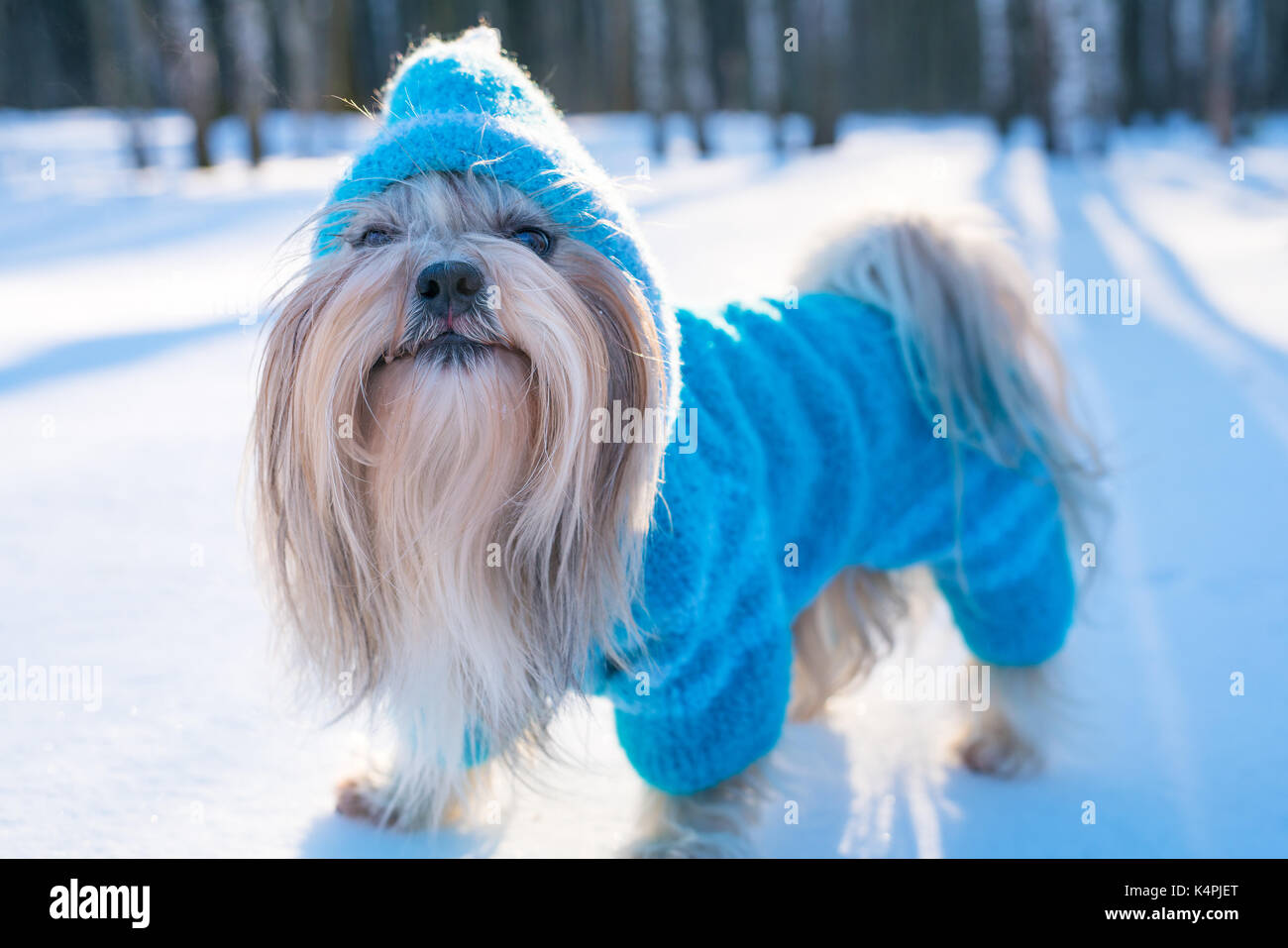 Shih tzu dog in blue knitted sweater winter outdoors portrait Stock Photo