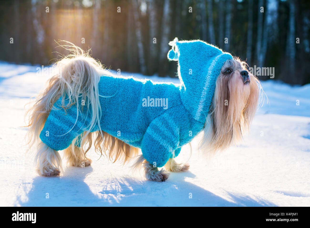 Shih tzu winter clothes cheap