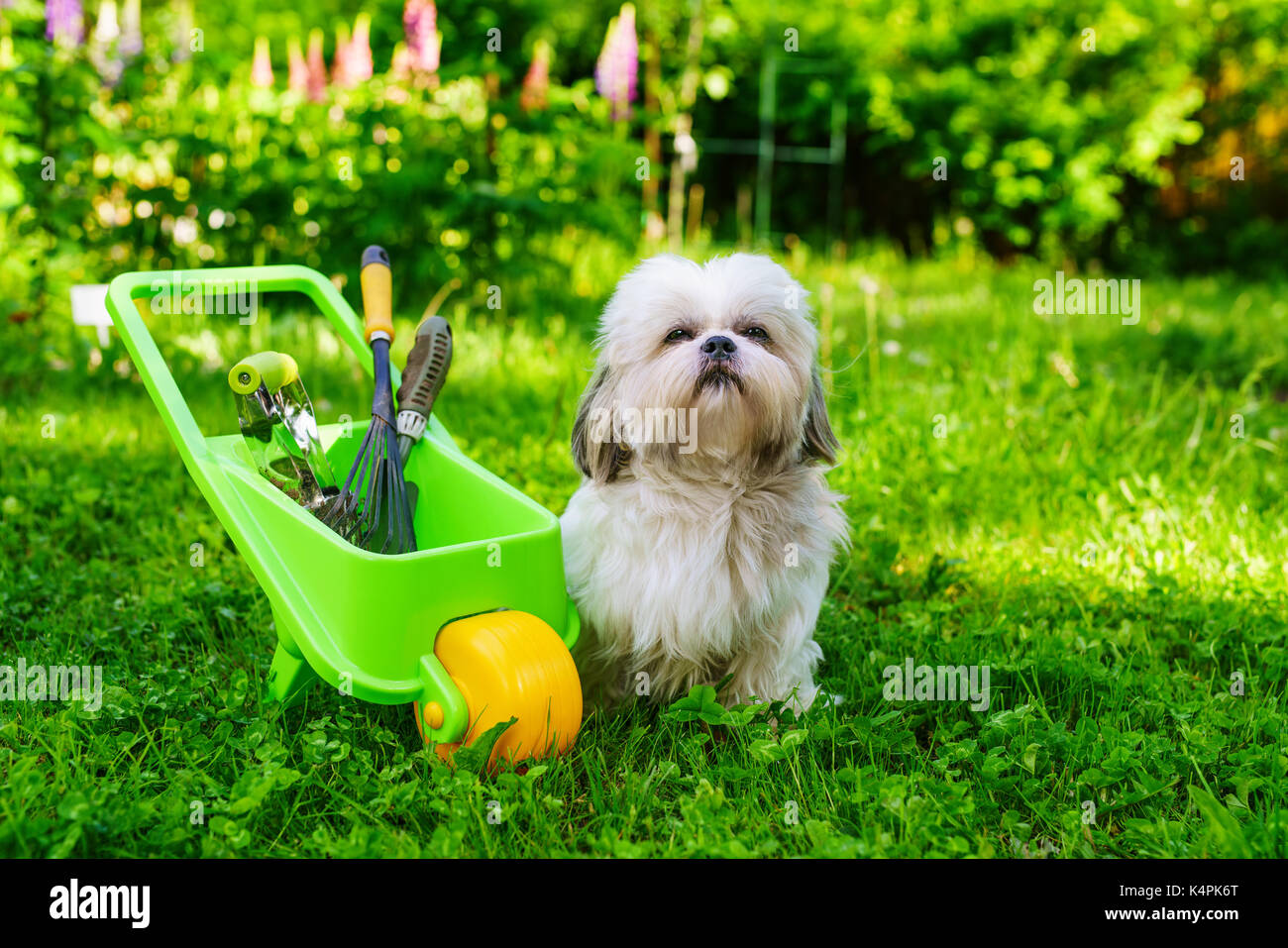 Cute shih tzu dog in summer garden with wheelbarrow and tools Stock Photo