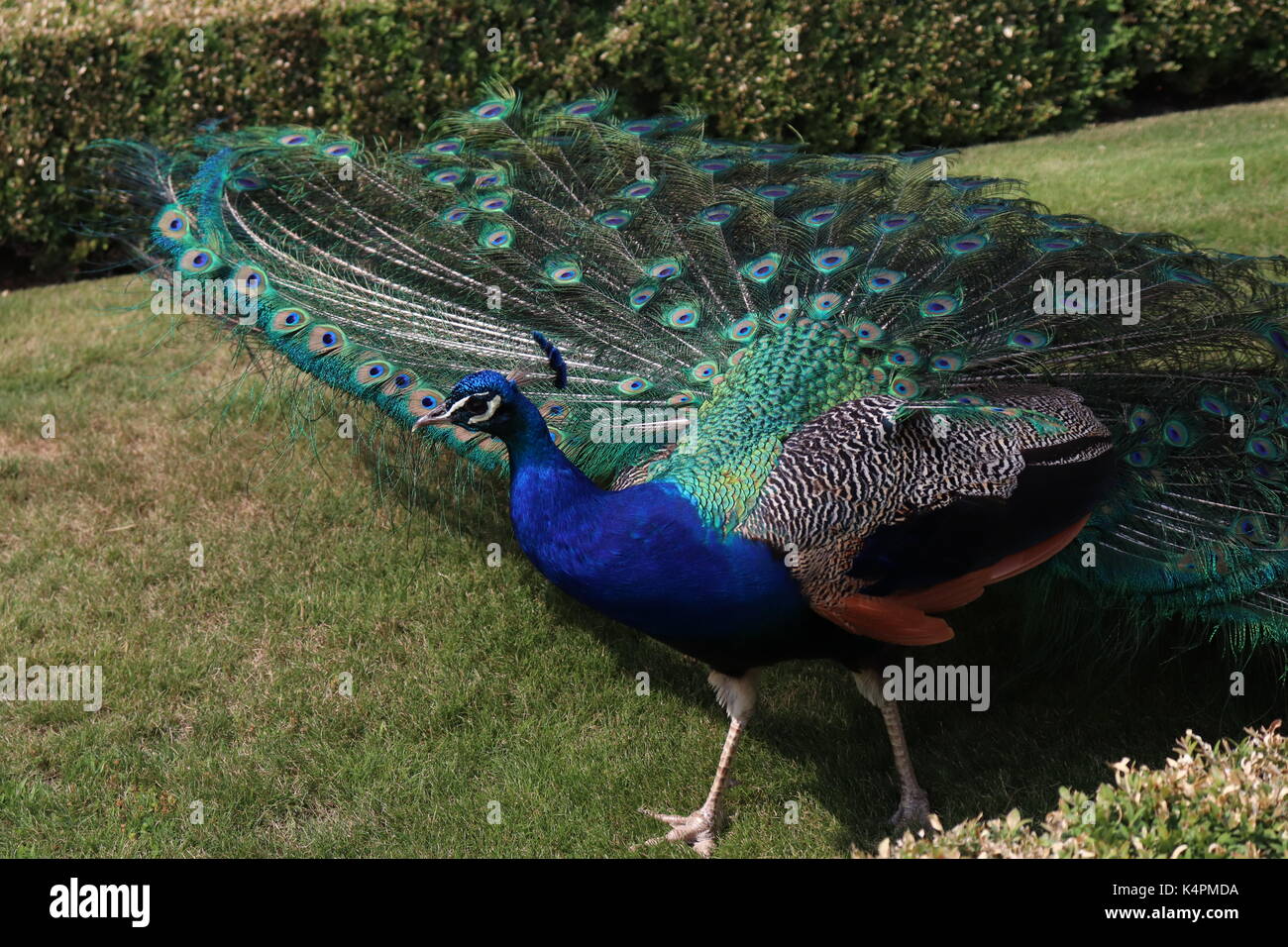 Peacock showing back Stock Photo Alamy