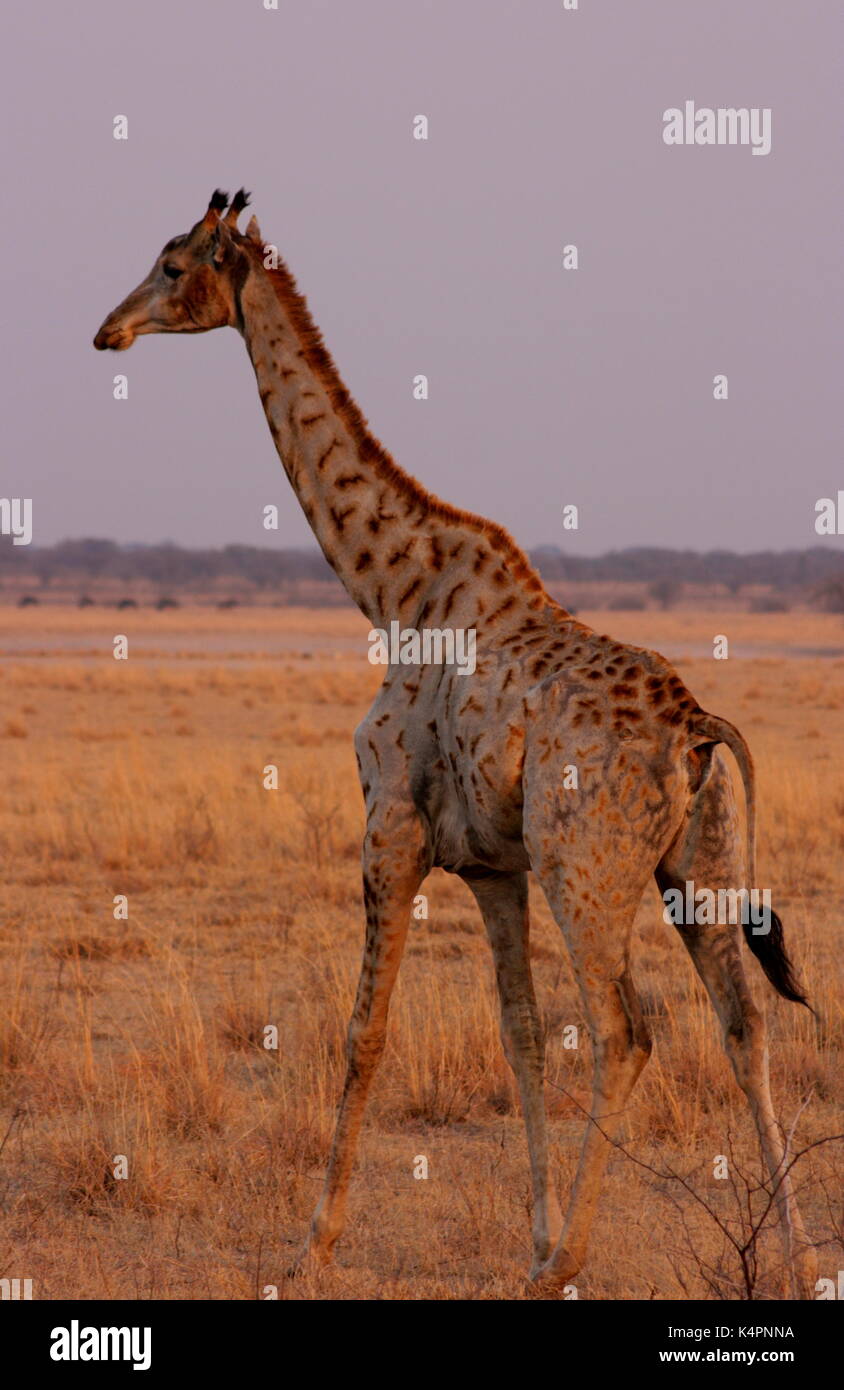 Old Giraffe in Serowe, Botswana Stock Photo