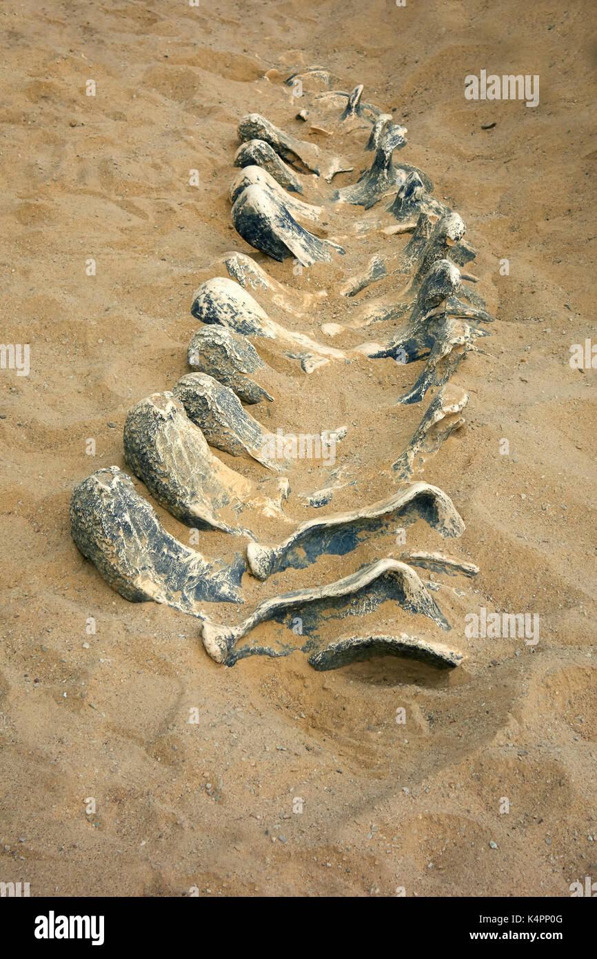 Dinosaur skeleton at Jurassic Museum of Asturias. Colunga. Spain Stock ...