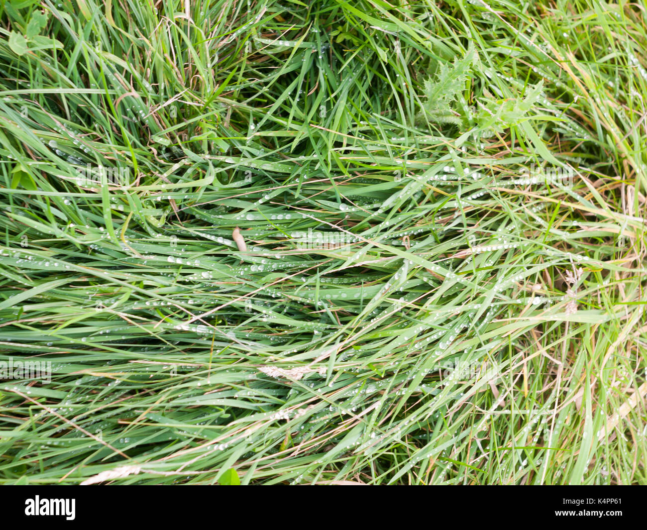 Uk wet grass hi-res stock photography and images - Alamy