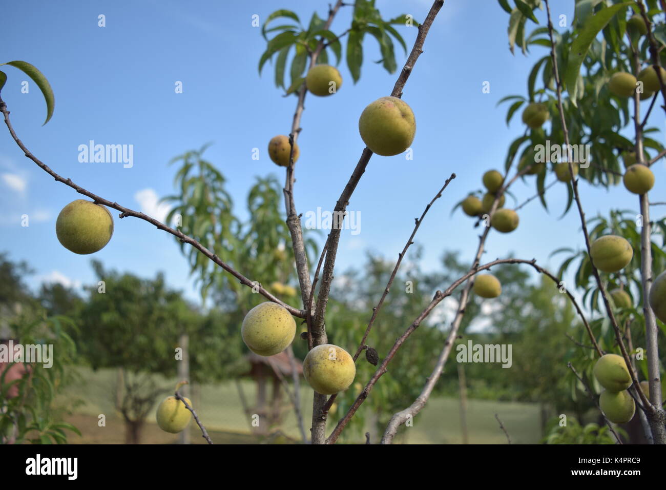 Rowan Tree Planting Fruit tree long grass hi-res stock photography and images - Alamy