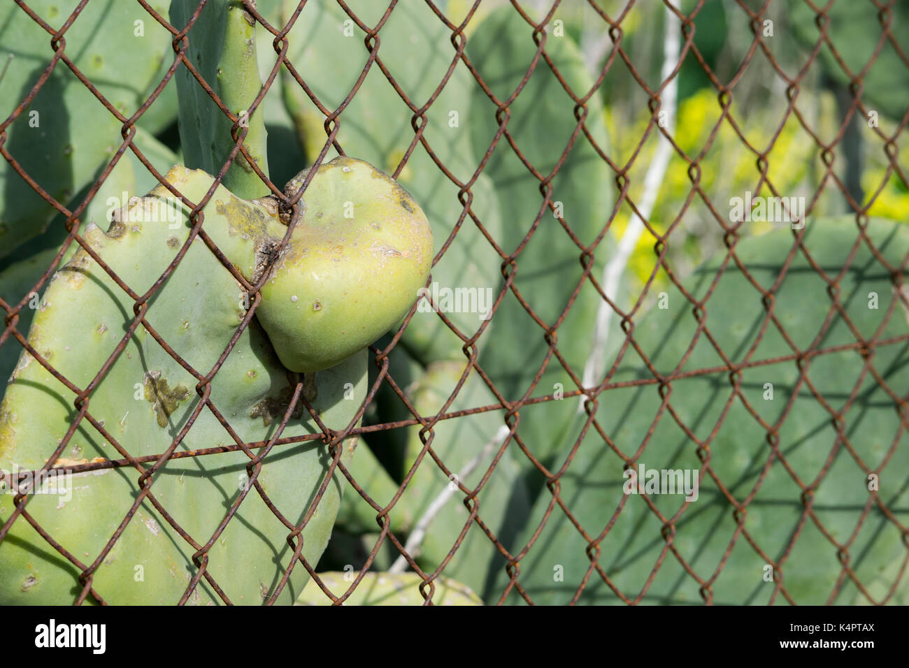The force of nature adapts to man made structures, as a prickly pear pad emerges through rusting fence. Stock Photo