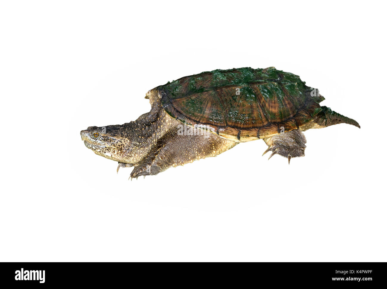 Common snapping turtle (Chelydra serpentina), isolated on white background. Stock Photo