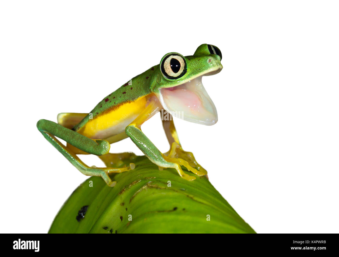Tree frog mouth open hires stock photography and images Alamy