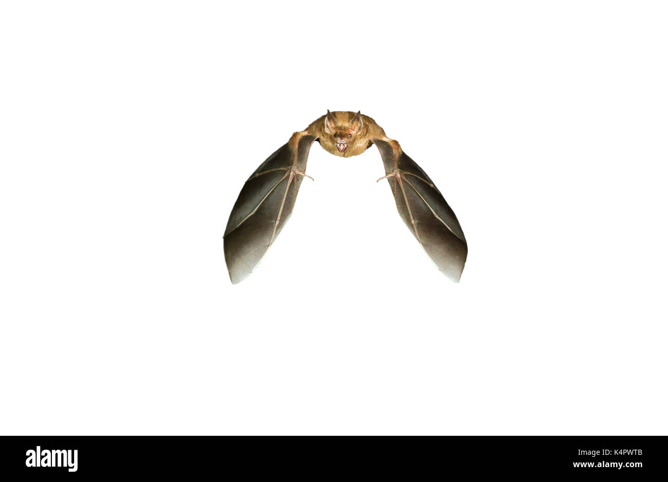 Seba’s short-tailed fruit bat (Carollia perspicillata) flying, isolated on white background. Stock Photo