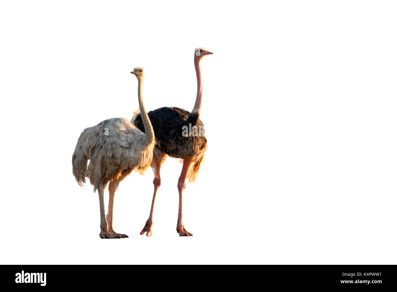 A pair of African ostriches (Struthio camelus), isolated on white background. Stock Photo