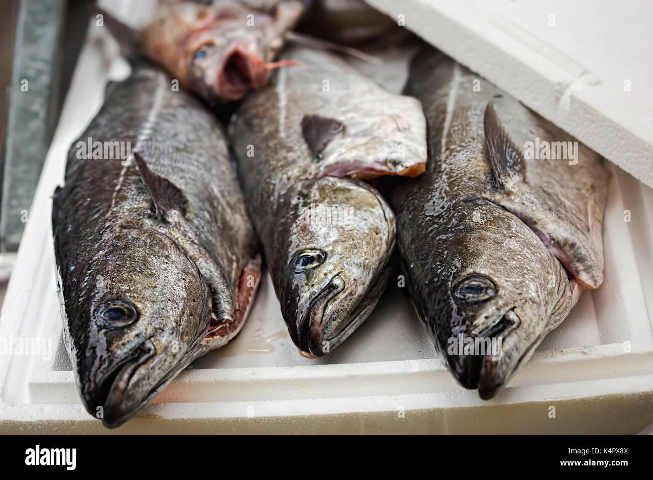 Three Hake fish on fish market, Dublin, Ireland Stock Photo Alamy