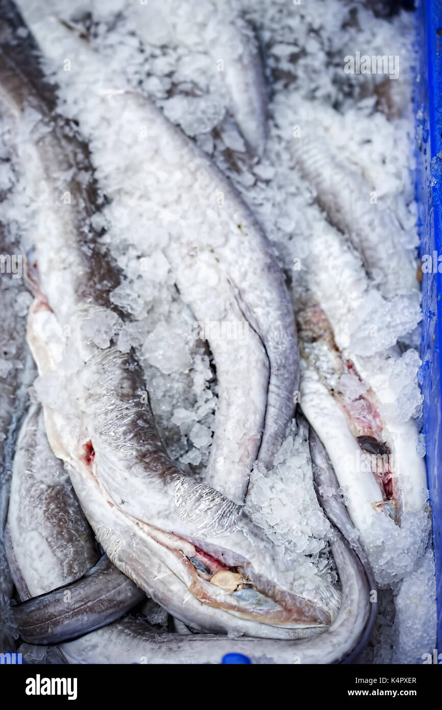 Eels in container on fish market, Moore Street, Dublin, Ireland Stock