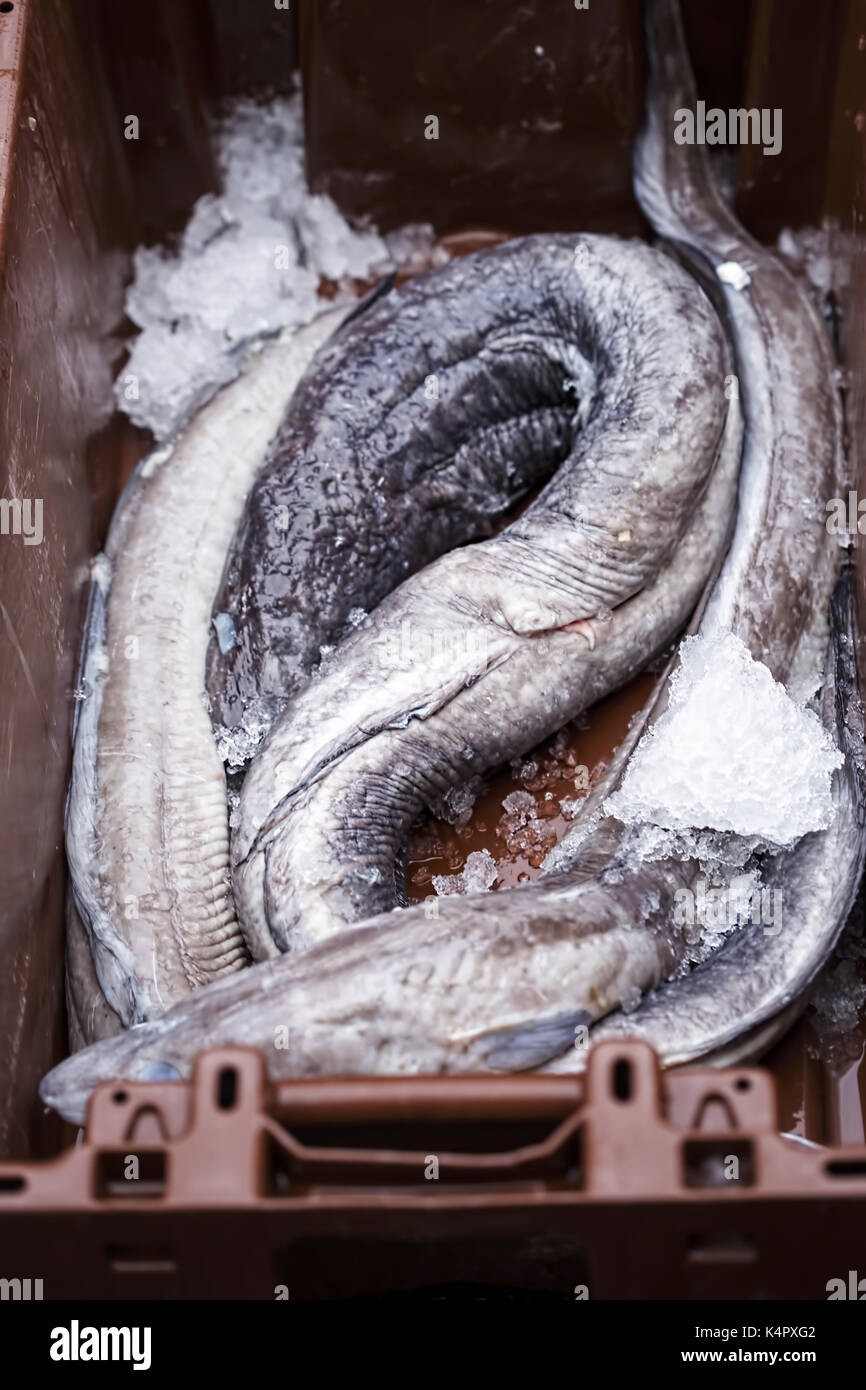 Eels in container on fish market, Moore Street, Dublin, Ireland Stock