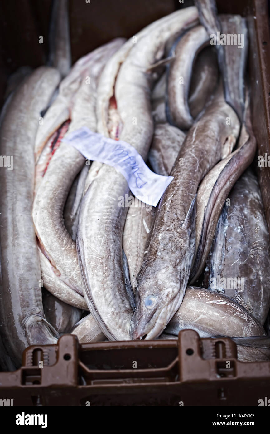 Eels in container on fish market, Moore Street, Dublin, Ireland Stock
