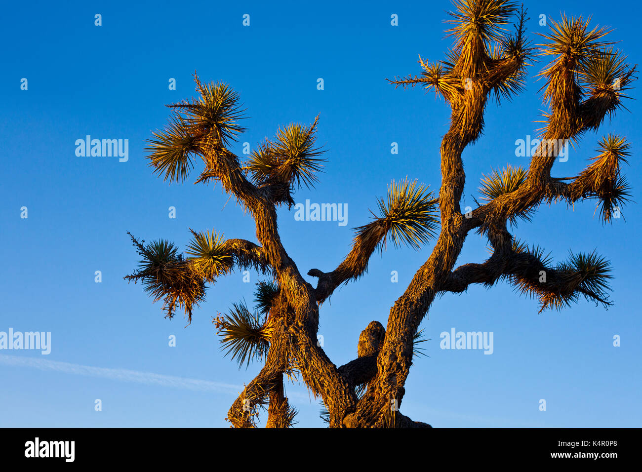 Dr Seuss Trees High Resolution Stock Photography And Images Alamy