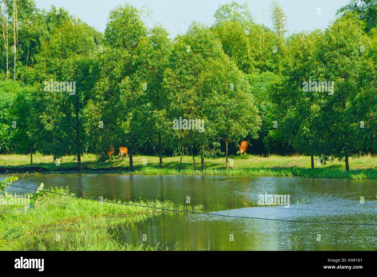 Tranquil scenery in the wetlands Stock Photo