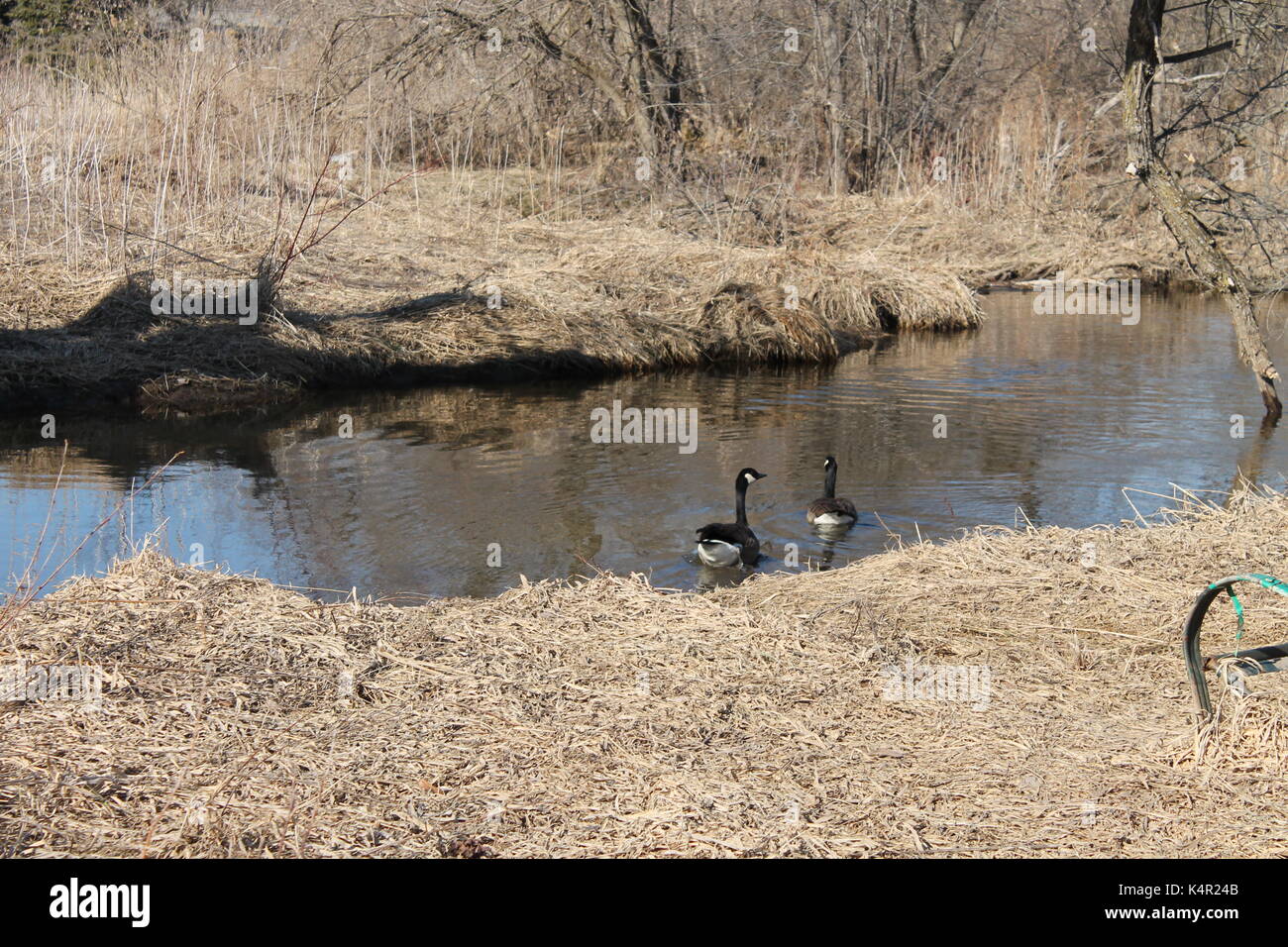 Two Canada Geese Swimming in Lovers Creek in Barrie Ontario Canada Stock Photo