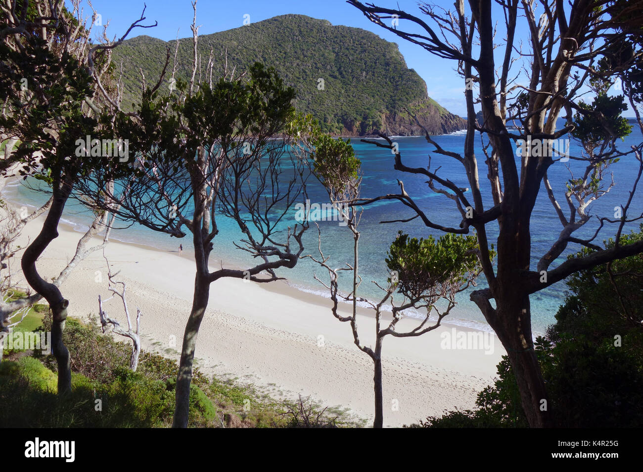 Ned's Beach glimpsed through forest, Lord Howe Island, NSW, Australia Stock Photo