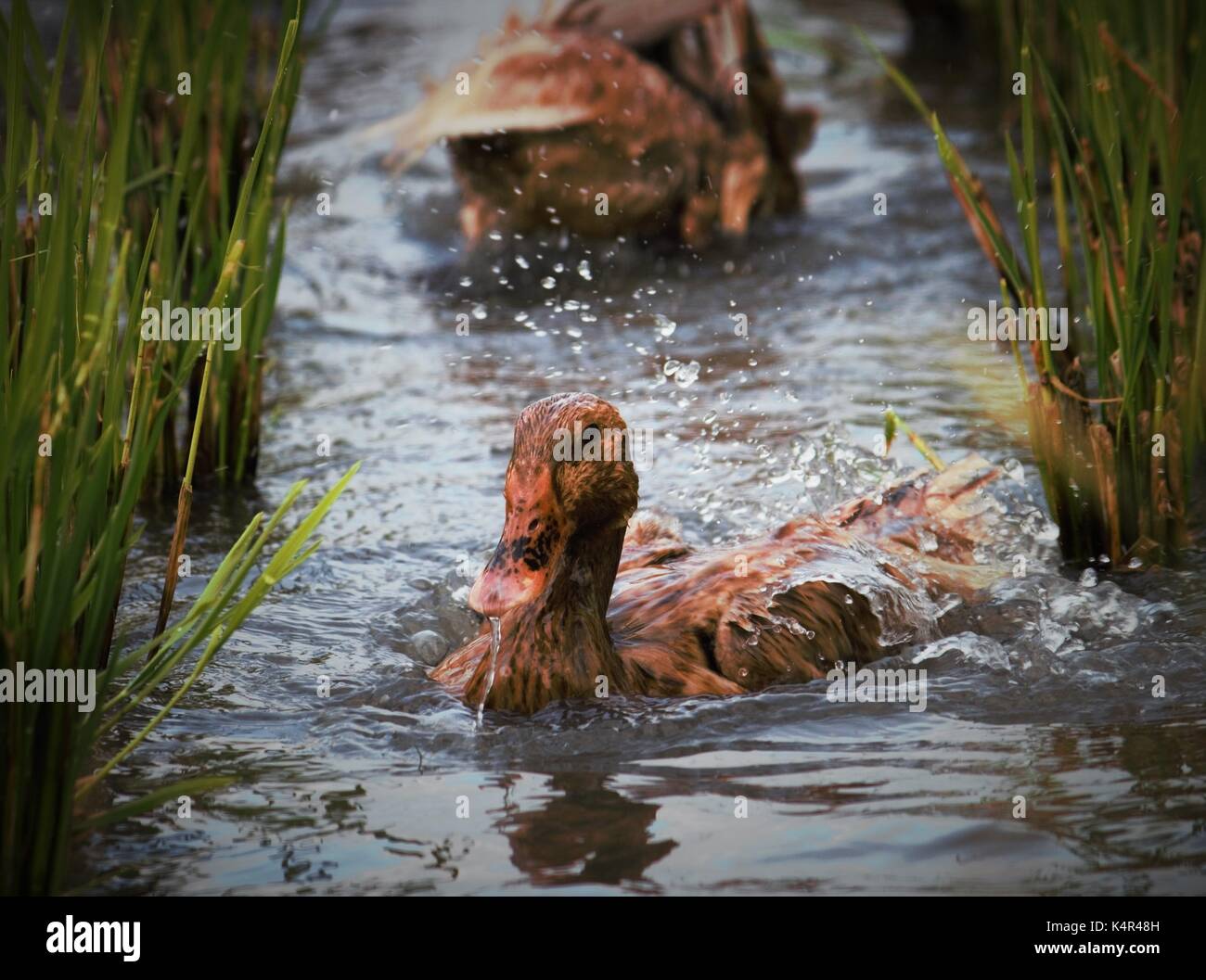 Ducks on the rice fields, in Malang Indonesia Stock Photo Alamy