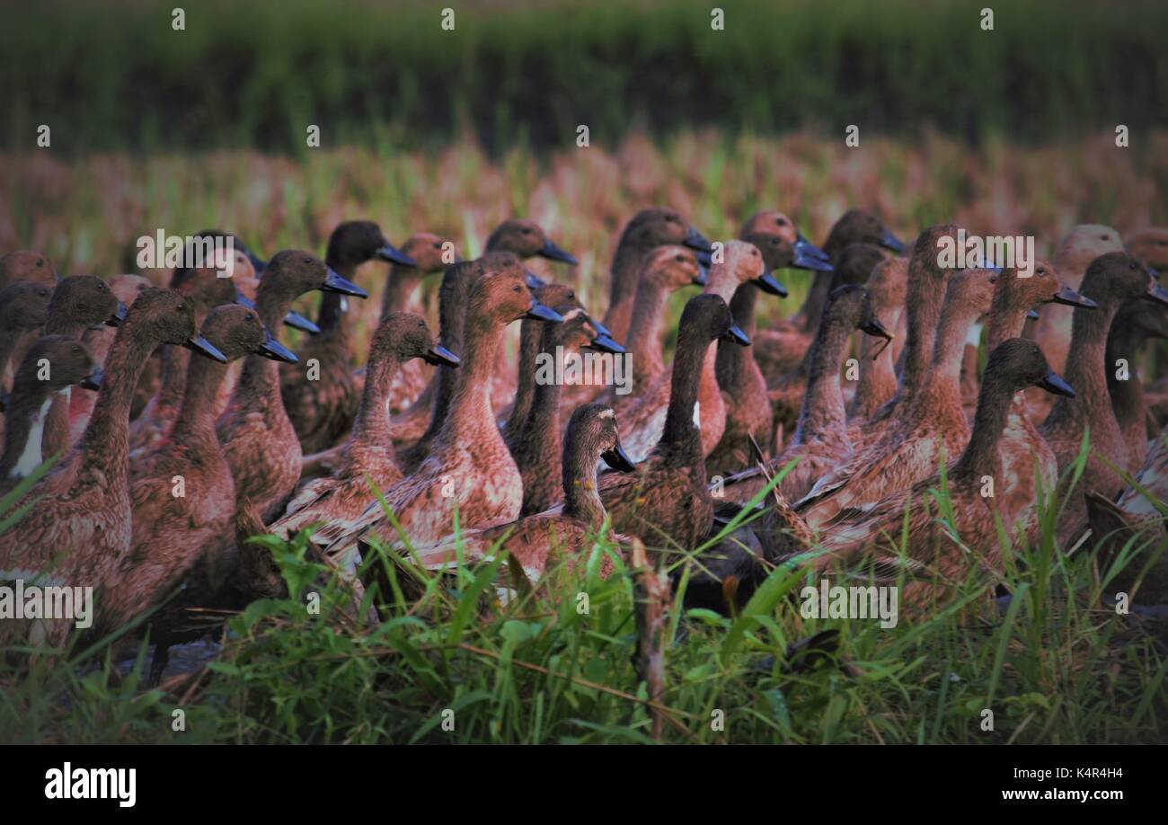 Ducks on the rice fields, in Malang Indonesia Stock Photo Alamy