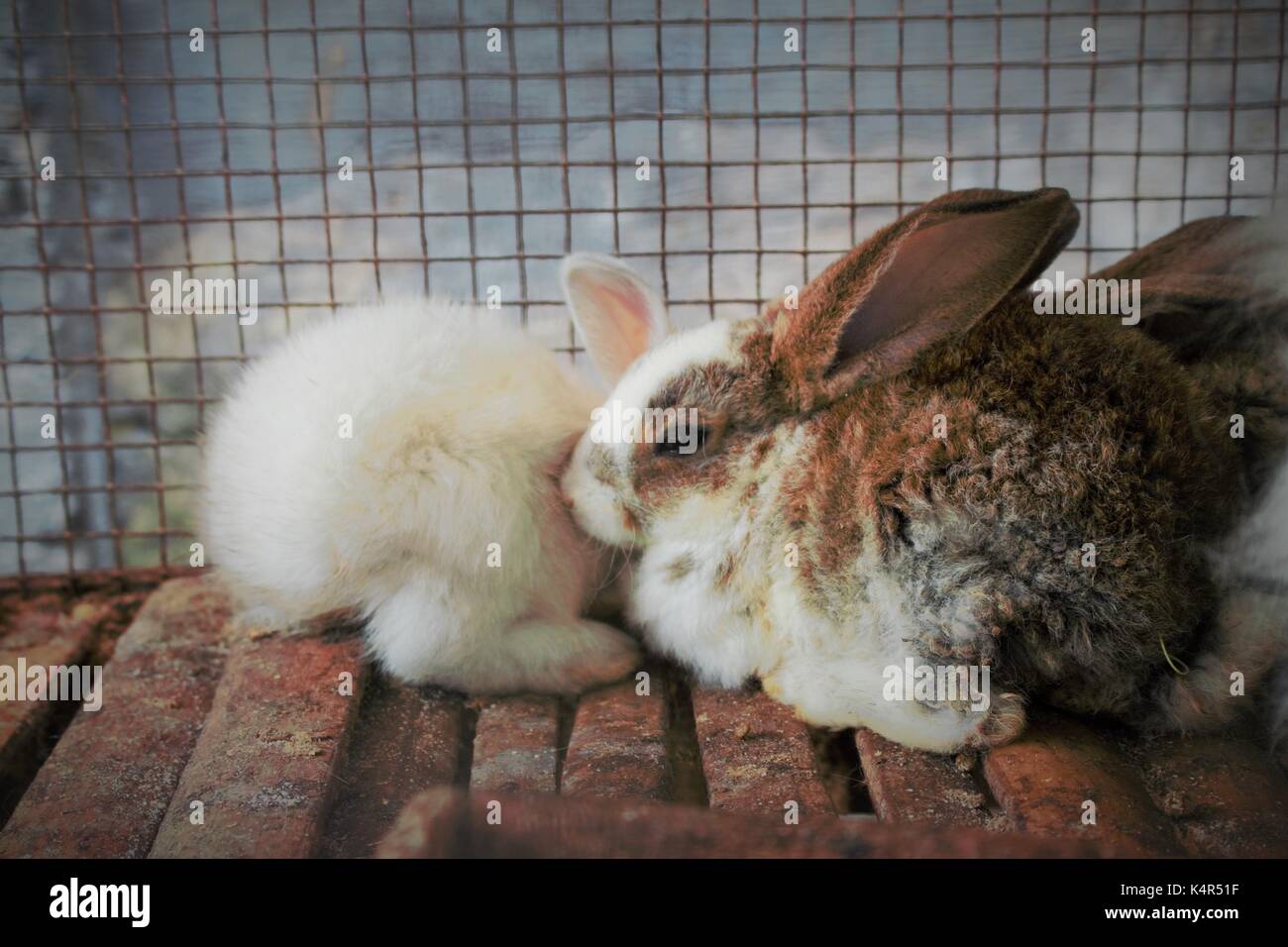 Rabbits inside the cage on animal market, in Malang Indonesia Stock ...