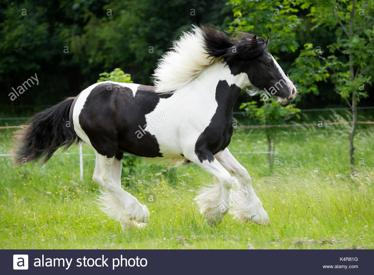 Black and white Gypsy Horse Cob Vanner colt Stock Photo: 157863148 - Alamy