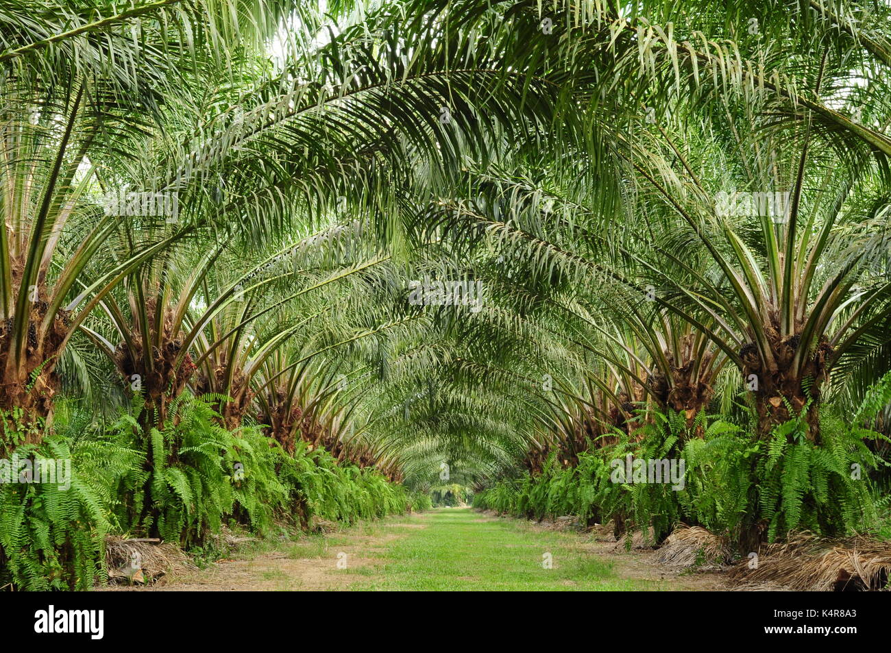 beautiful of unmatured oil palm tree in a field Stock Photo